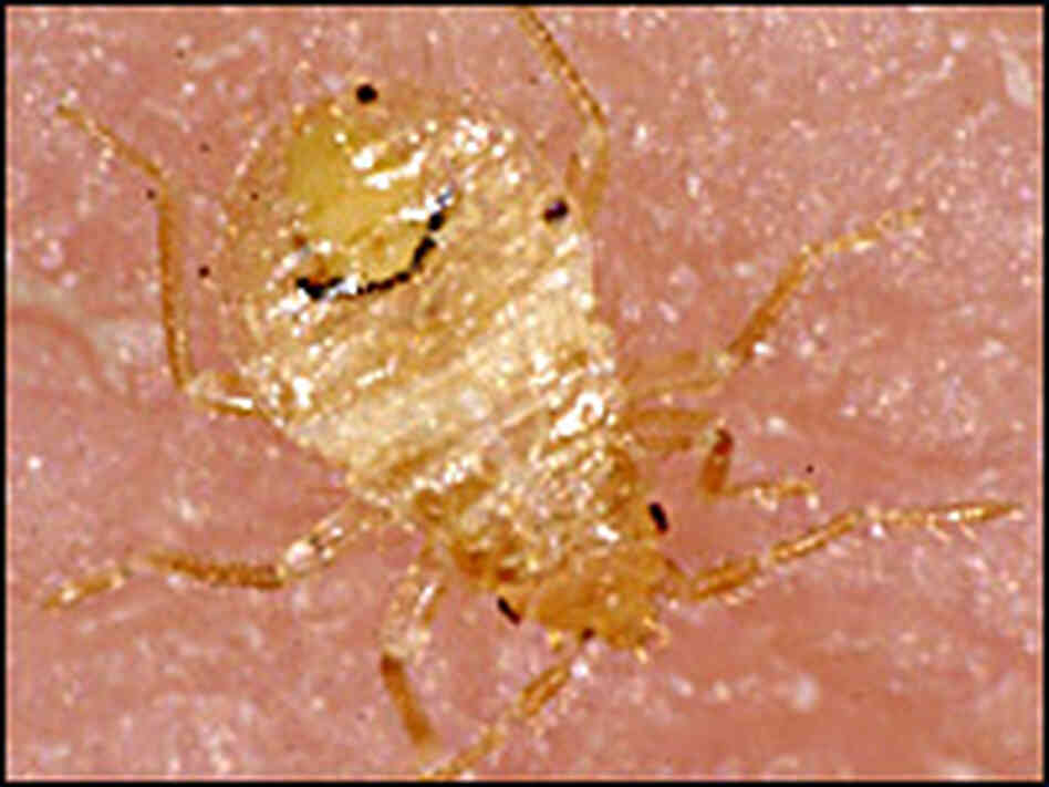Young bedbug Young bedbug