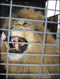 A roaring Lion
