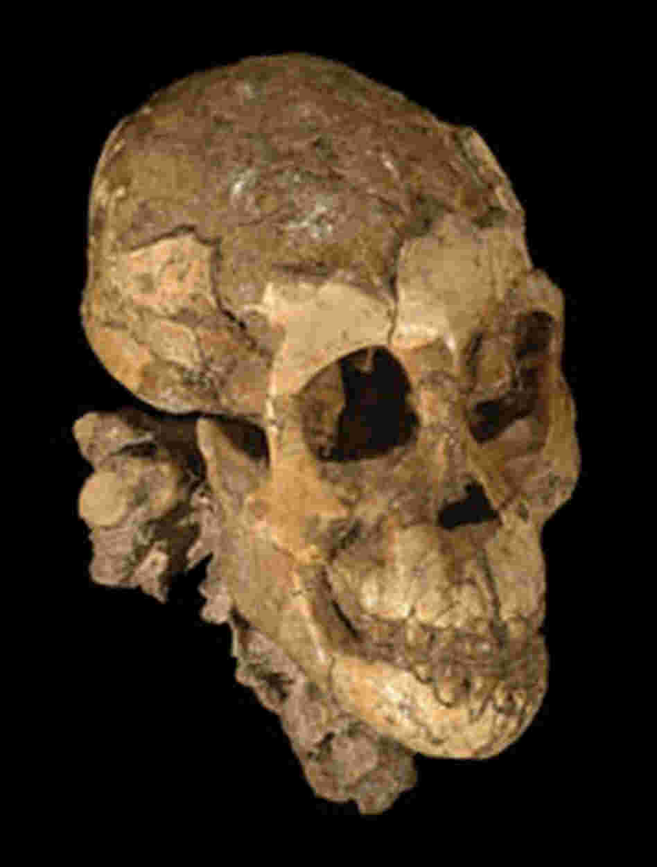 Skull of Australopithecus afarensis Skull of Australopithecus afarensis