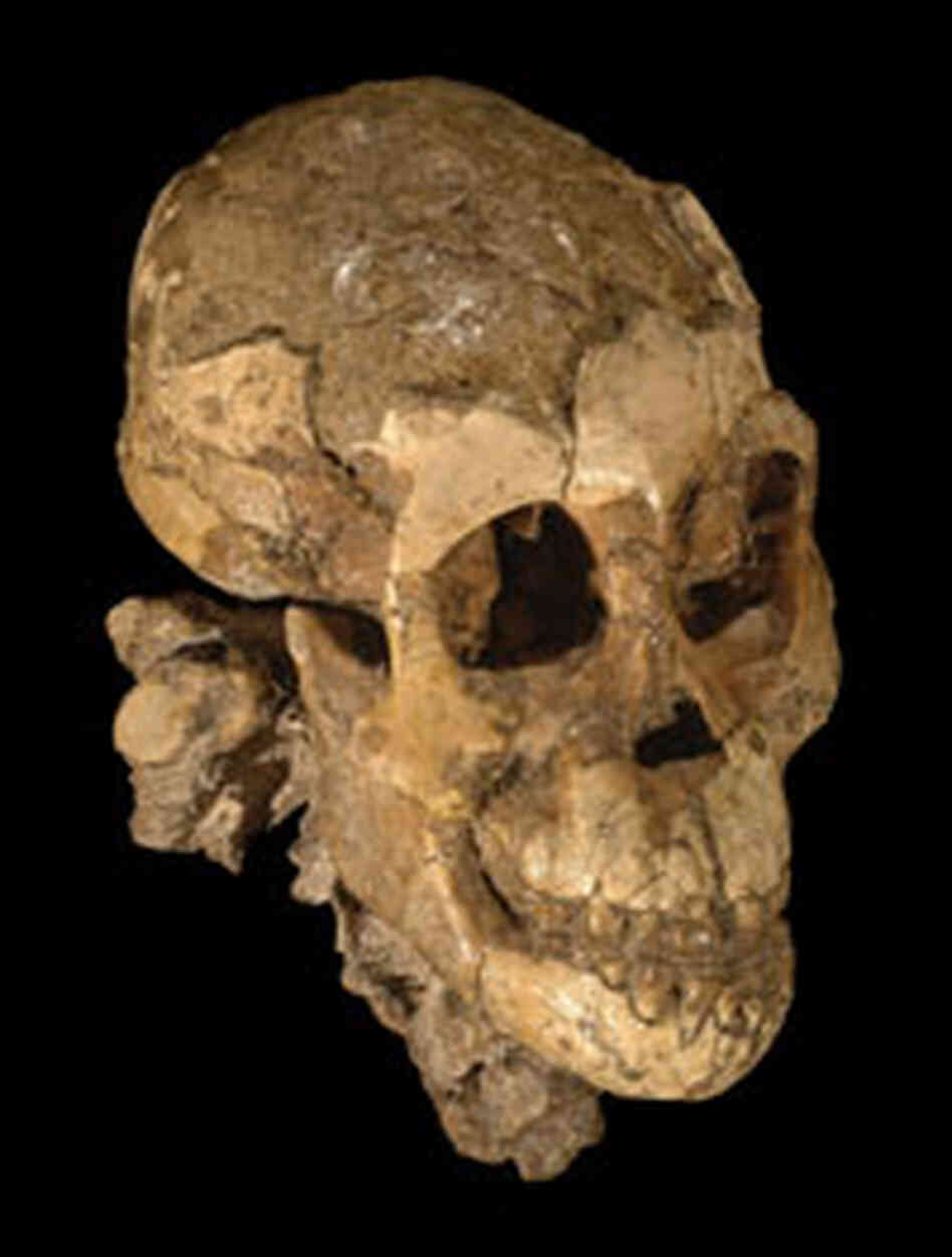 Skull of Australopithecus afarensis Skull of Australopithecus afarensis