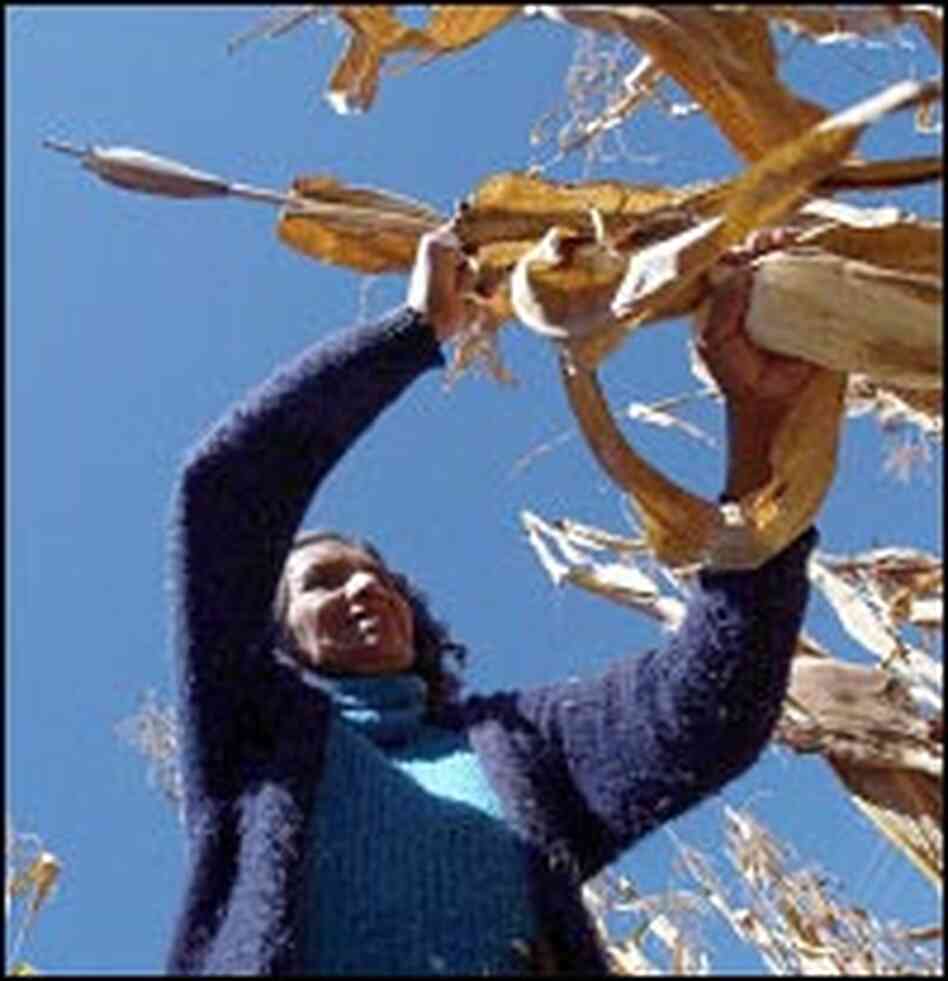 Cleotilde Jimenez Santiago, 57, reaches for a cornstalk in her field beside her home in Oaxaca Cleotilde Jimenez Santiago, 57, reaches for a cornstalk in her field beside her home in Oaxaca