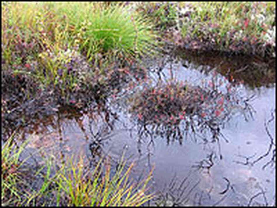 Methane gas is being released in Siberian bogs like these from melting underground permafrost.