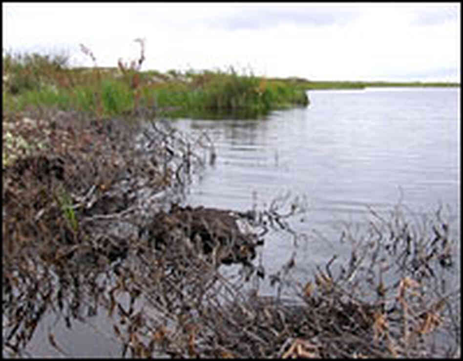 Vegetation is dying at the expanding edges of lakes fed by melting permafrost.