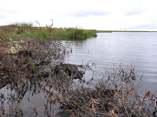 Vegetation is dying at the expanding edges of lakes fed by melting permafrost.
