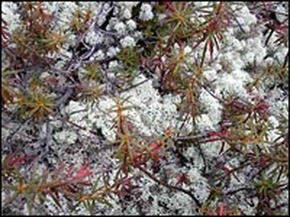 White lichens