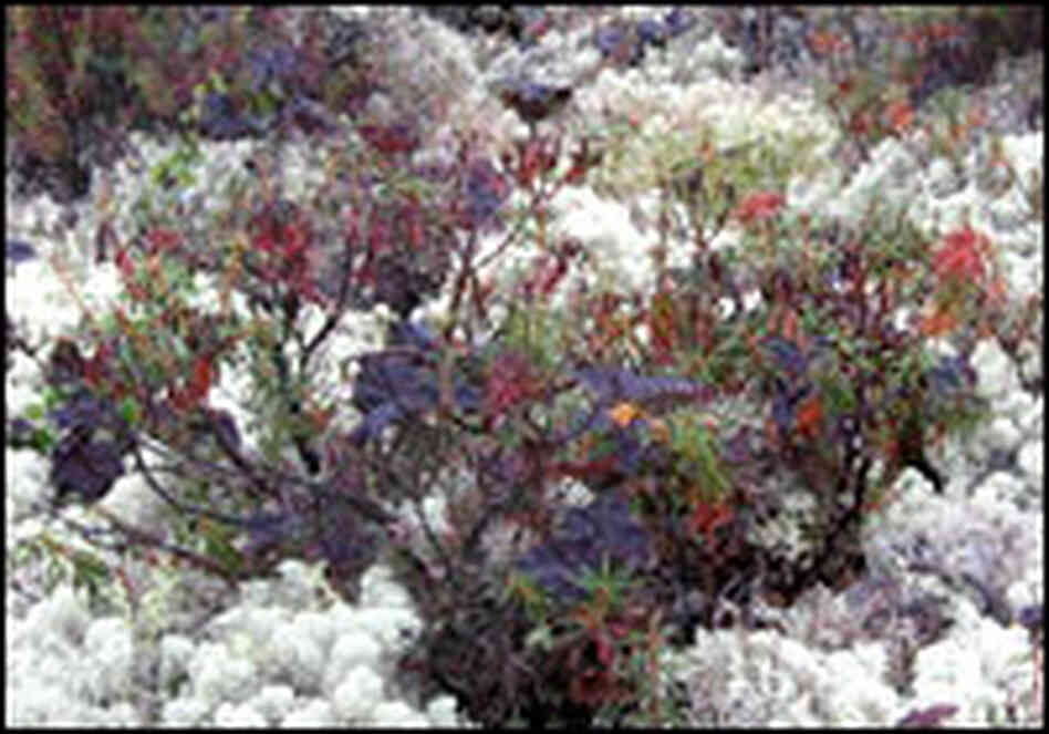 Wet marshes produce a riot of colors.
