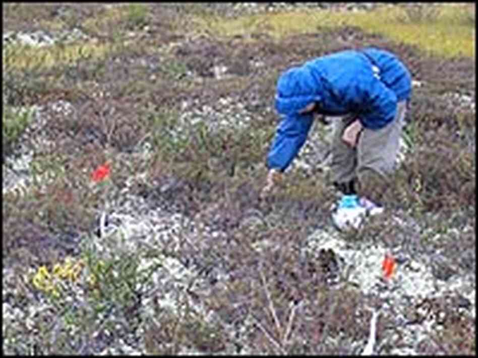 A botanist collects plant samples from western Siberia's vast bogs.