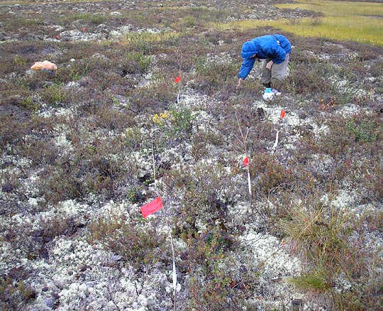 A botanist collects plant samples from western Siberia's vast bogs.