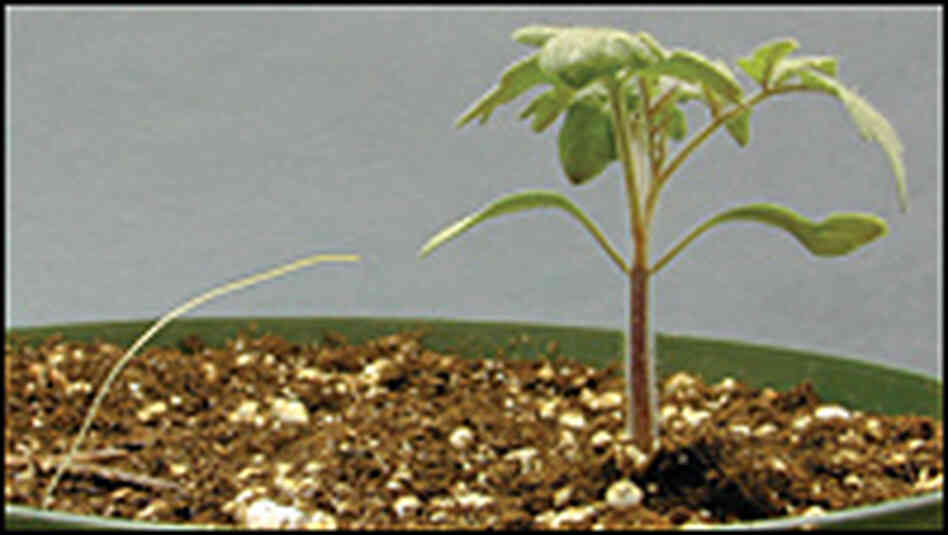 Dodder Seedling with Tomato Plant