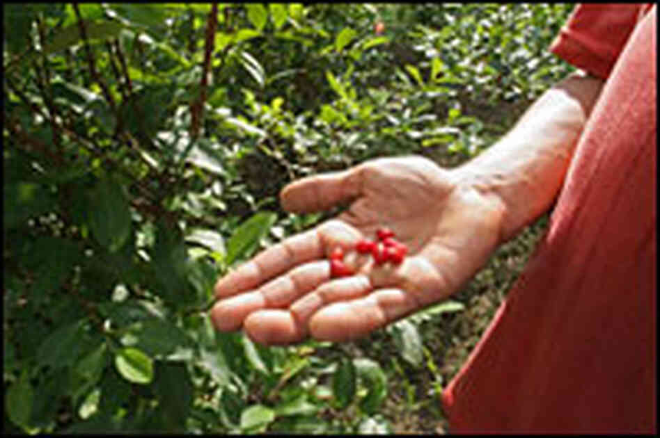 A Colombian peasant displays coca seeds from his plantation A Colombian peasant displays coca seeds from his plantation