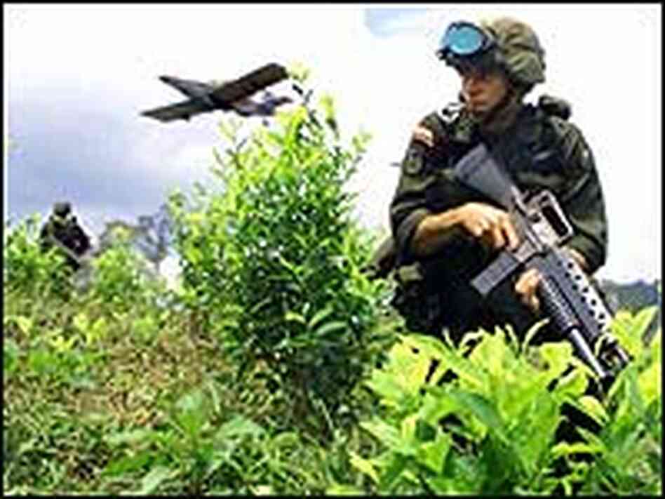 A Colombian soldier advances in a field of coca. A Colombian soldier advances in a field of coca.