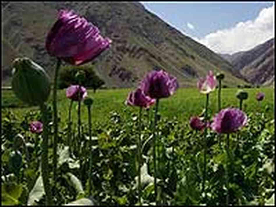 A field of poppies in bloom in the mountains of Afghanistan. A field of poppies in bloom in the mountains of Afghanistan.