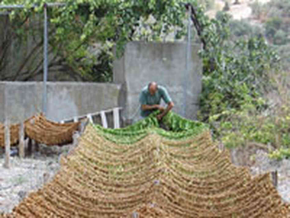 A tobacco farmer hangs leaves to dry in the village of Qana