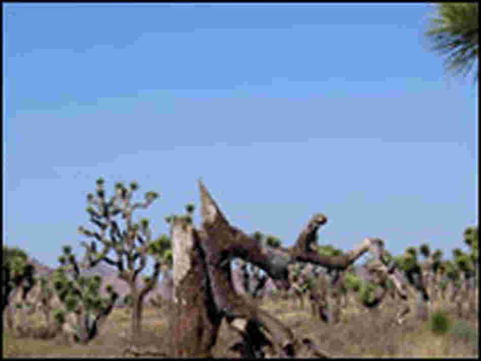 Dead tree