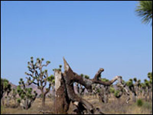 A lot of once-magnificent trees like this one have died. Very few new ones have taken their place.