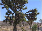 Joshua Tree Joshua Tree