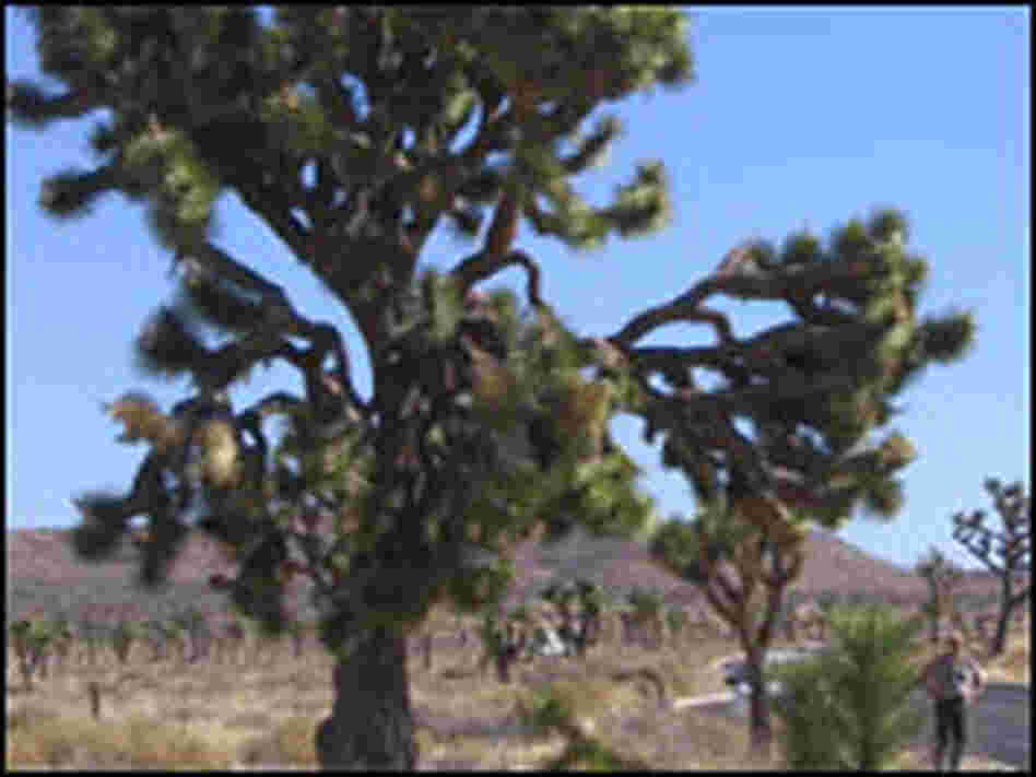 Joshua Tree