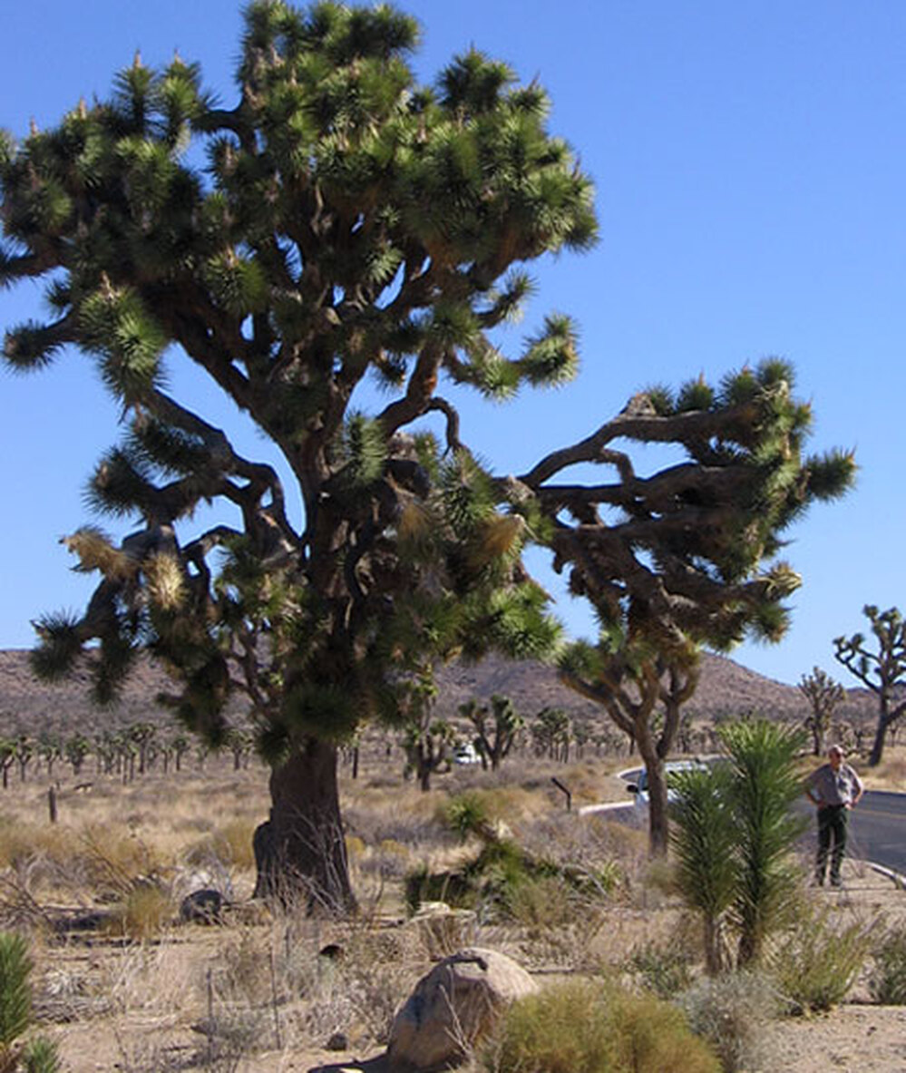 Joshua Tree