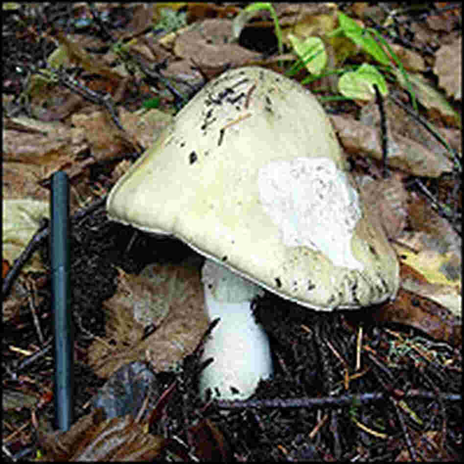 Death Cap Mushroom Death Cap Mushroom