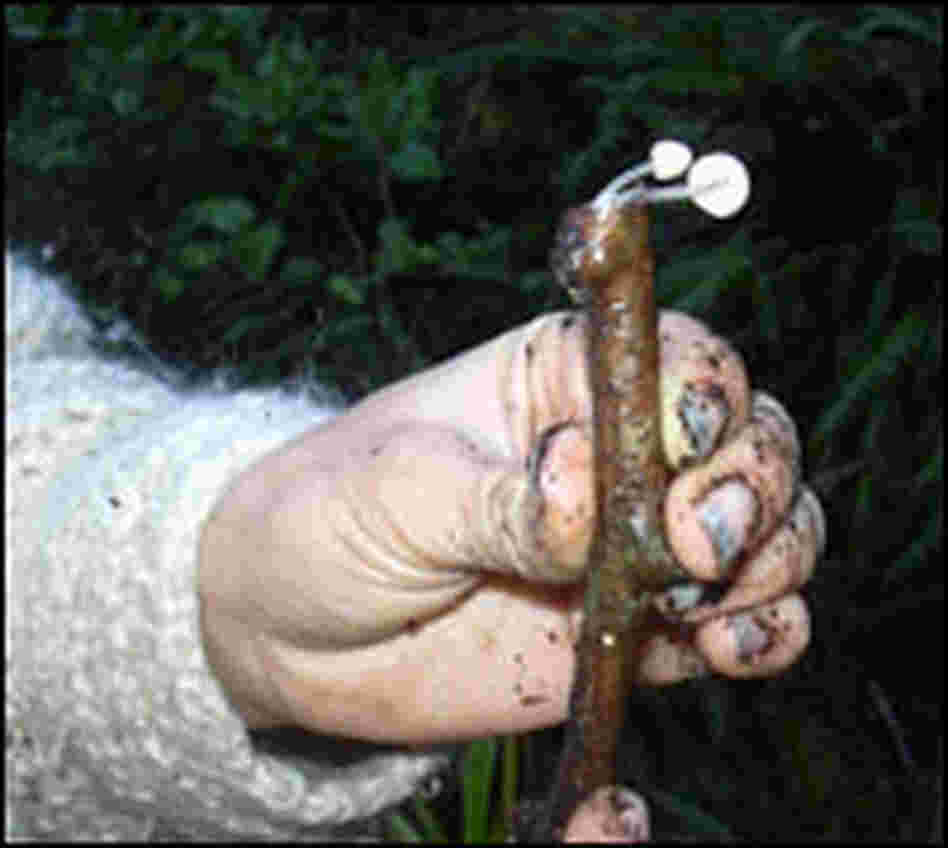 New Species