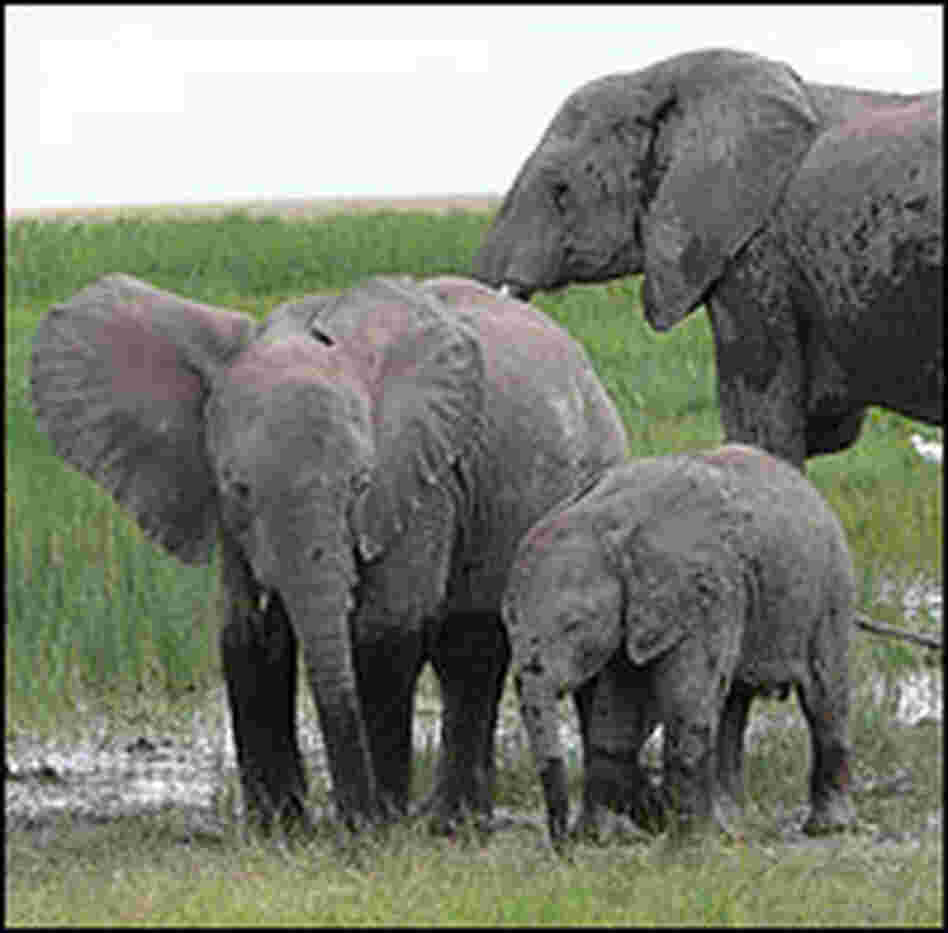 An elephant family walks in Amboseli National Park