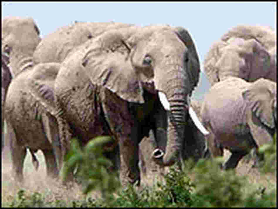 Elephant Herd, Credit: William Clark