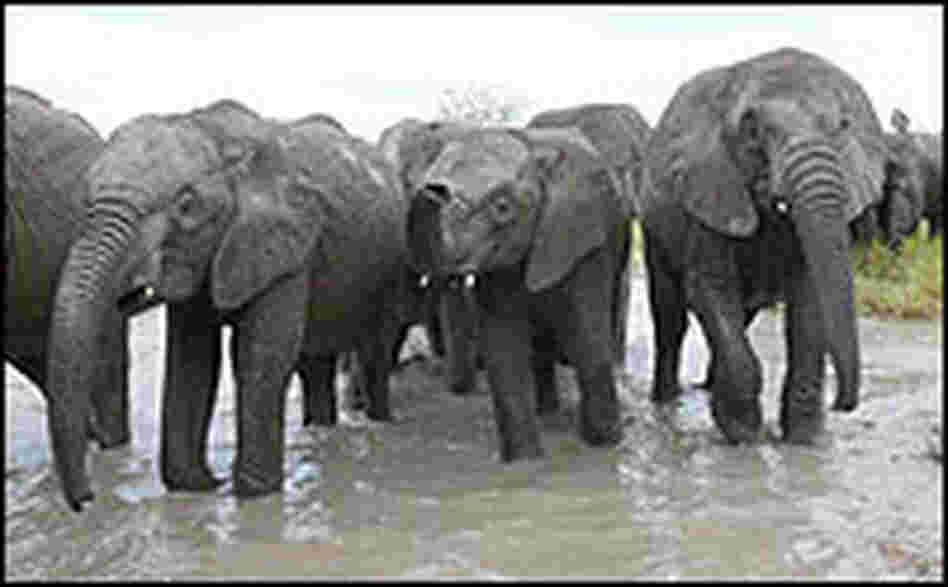 Orphaned Elephants