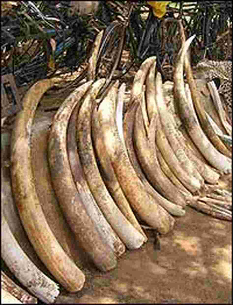 Seized Ivory, Credit: William Clark