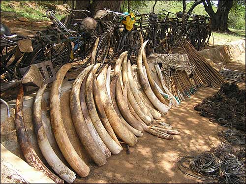Seized Ivory, Credit: William Clark