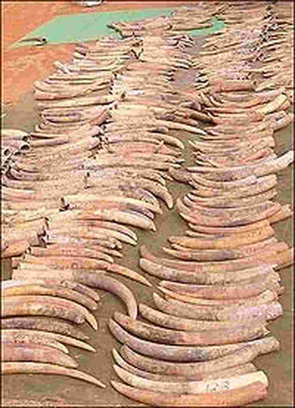 Seized Ivory, Credit: Benezeth Mutayoba
