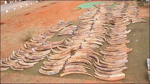 Seized Ivory, Credit: Benezeth Mutayoba