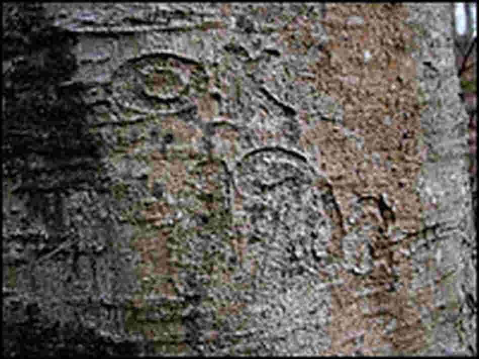 The carved trunk, OK 1902.