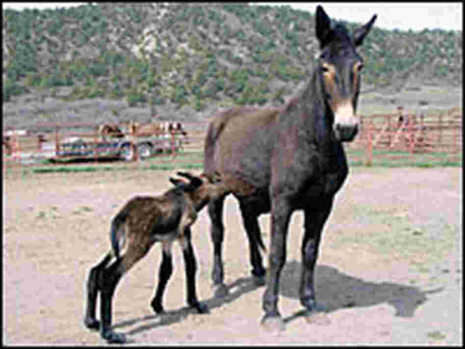 The foal is shown here with its mother on the day it was born in late April