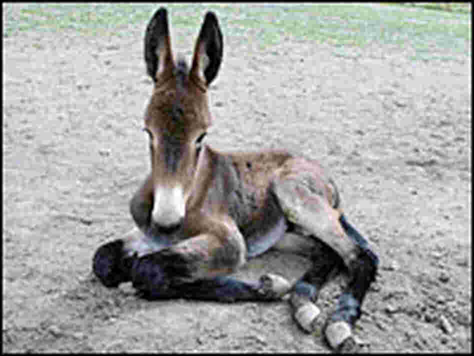 Unnamed foal at one month