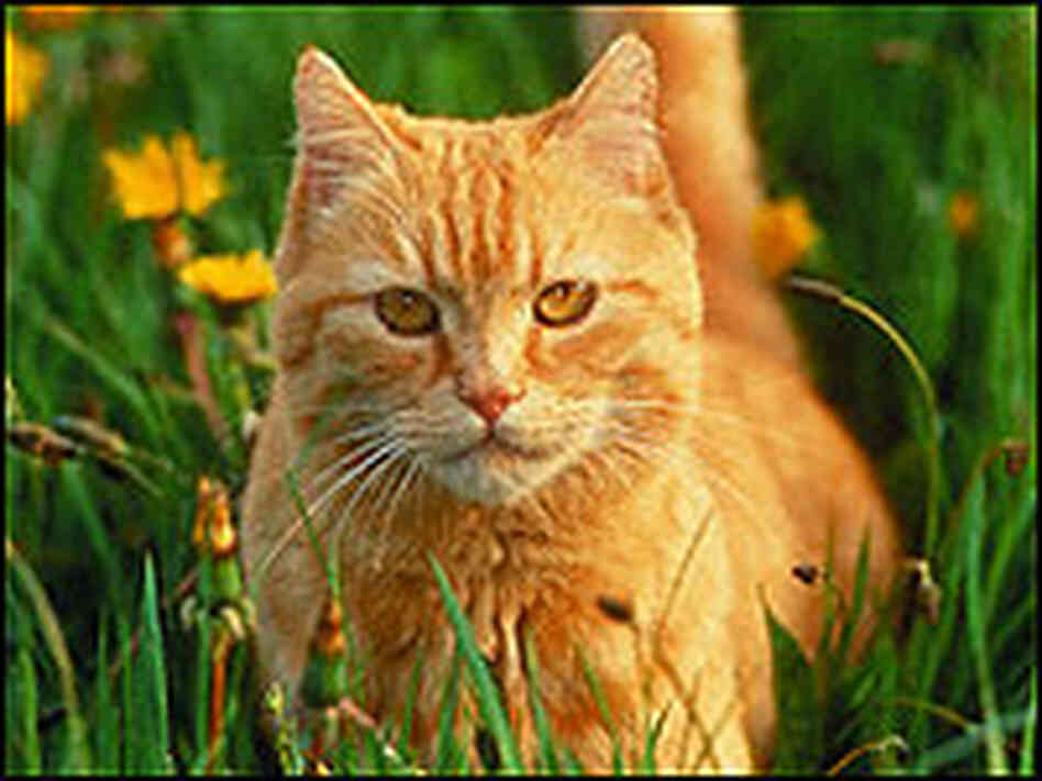 Cats First Tamed in the Middle East NPR