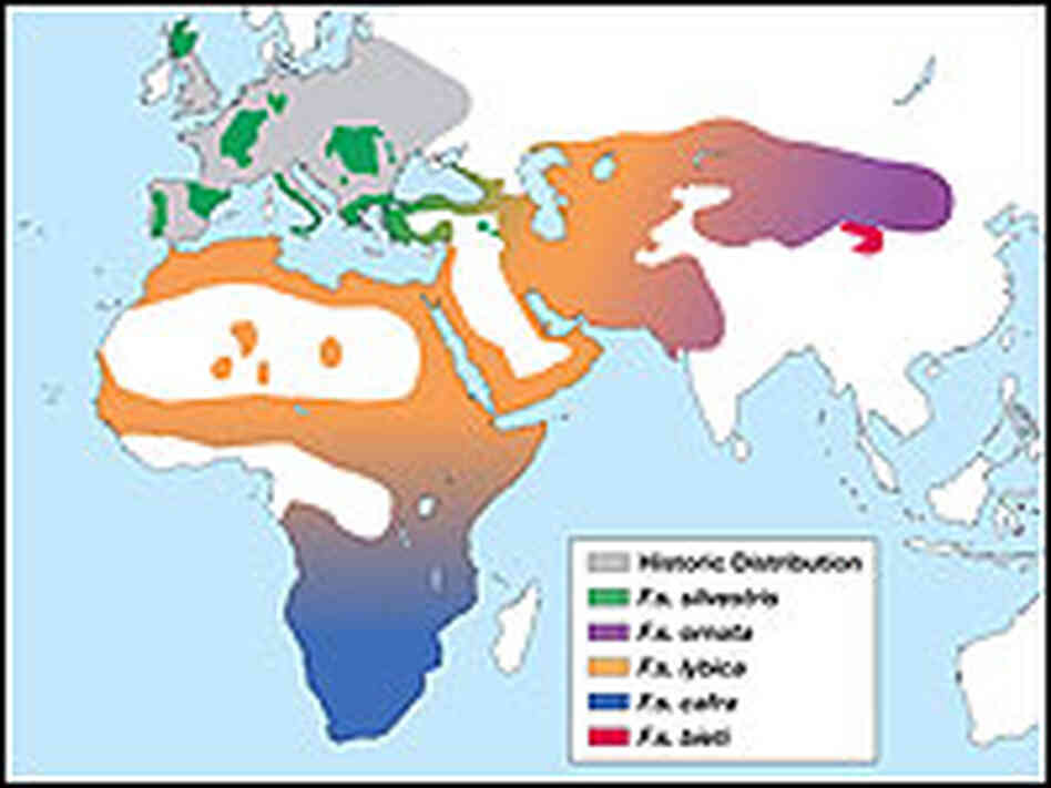 Cats First Tamed in the Middle East NPR