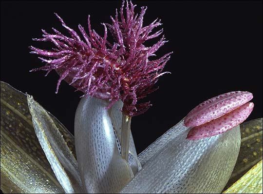 Glass Grass Flower