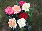 Clarence Rhodes's roses