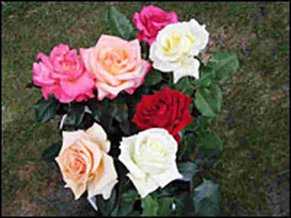 Clarence Rhodes's roses