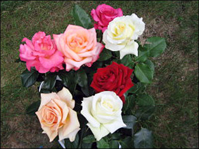 Clarence Rhodes's roses