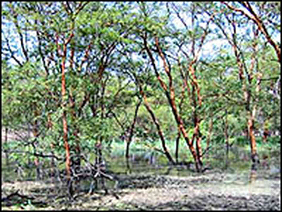 Acacia Senegal trees in Sudan Acacia Senegal trees in Sudan