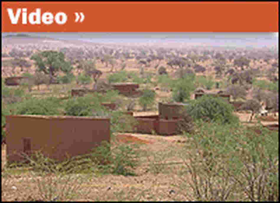 Trees lining a Niger grassland. Trees lining a Niger grassland.
