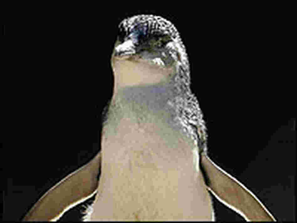 An Australian Fairy Penguin.