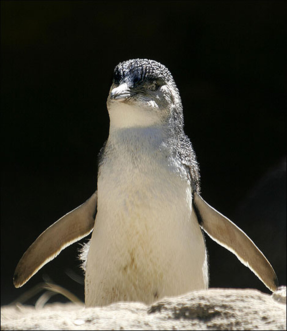 An Australian Fairy Penguin.