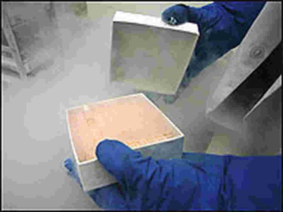A researcher holds a box containing viles of human embryonic stem cell cultures from a freezer. A researcher holds a box containing viles of human embryonic stem cell cultures from a freezer.
