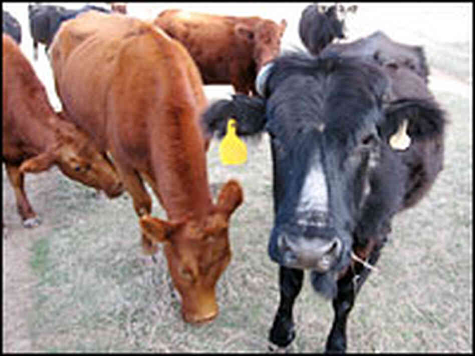 Several of rancher Clarence Bulkley's cows aborted their calves after the stress of the storm. Several of rancher Clarence Bulkley's cows aborted their calves after the stress of the storm.