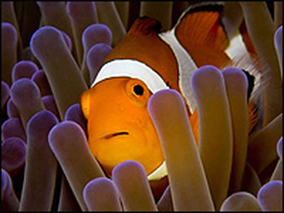 A clownfish swims through a sea anemone. A clownfish swims through a sea anemone.