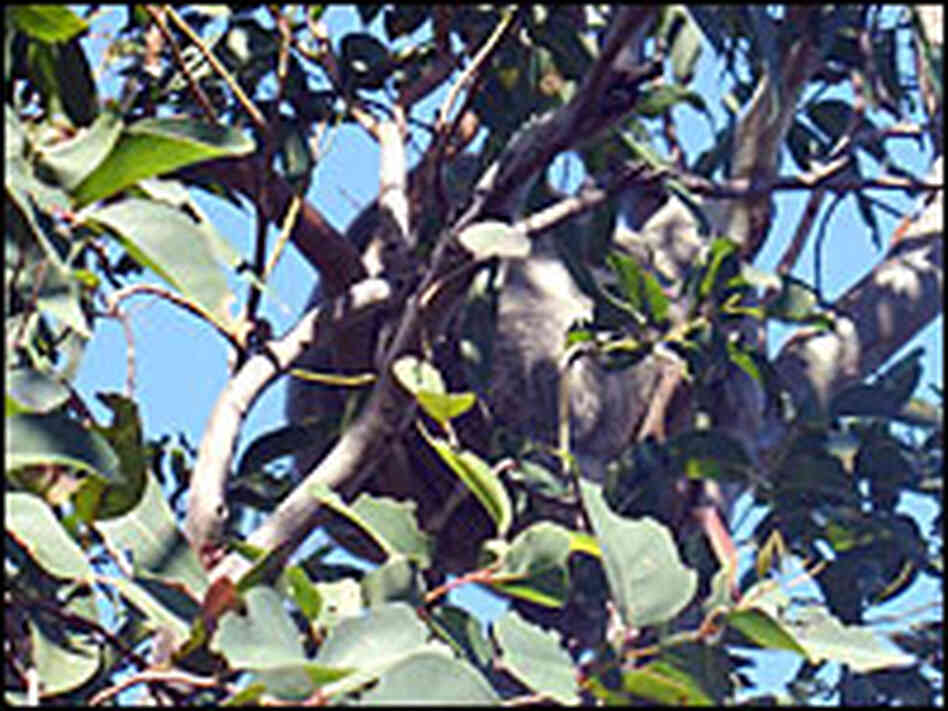 Koala camoflage