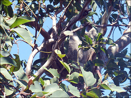 Koala camoflage