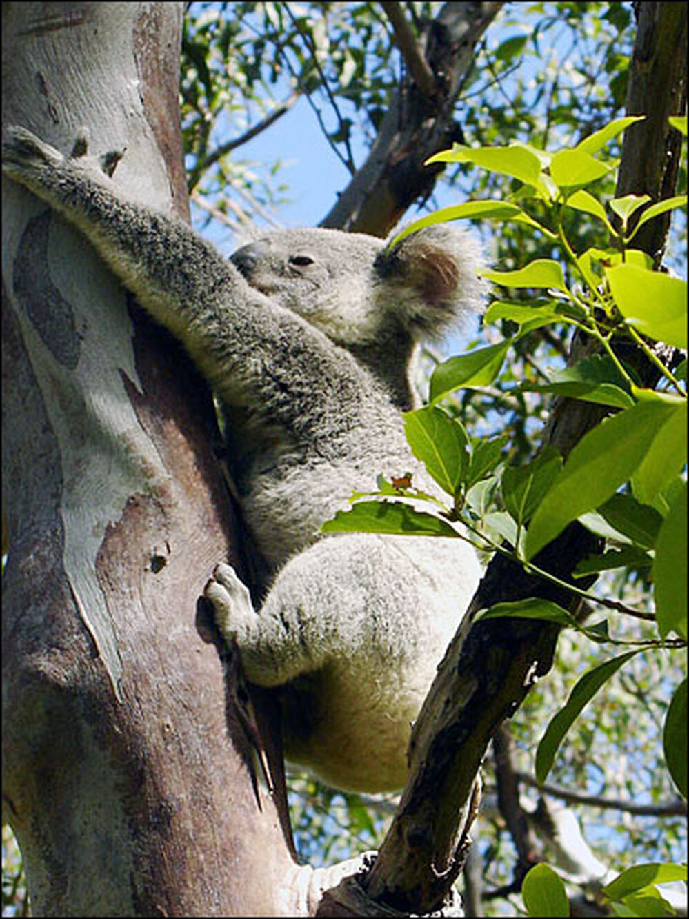 Koala